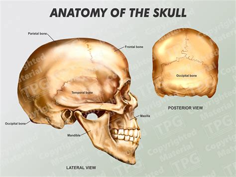 Posterior Skull Anatomy Diagram