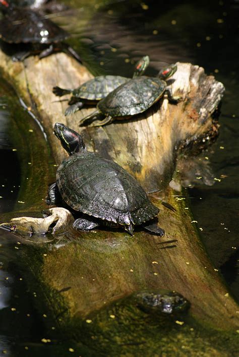 Red Eared Slider Turtles Photograph By Lenora Bruce Pixels