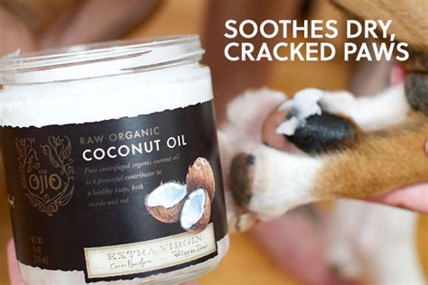 Check spelling or type a new query. Home Remedies To Treat Your Dog's Itchy Skin | DogExpress