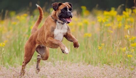 The True Reason Boxers Have Their Tails Docked The Puppy Mag