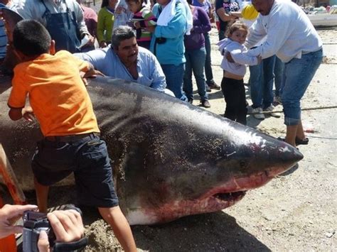 Massive Great White Shark Caught In Sea Of Cortez Pete Thomas Outdoors