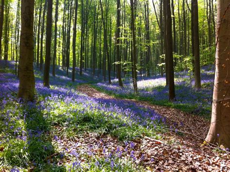 The Blue Forest The Forest With Beautiful Purple Carpet Of Bluebells