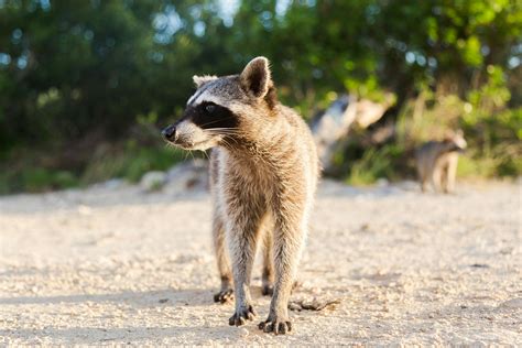Photo Of Raccoon Walking On Sand · Free Stock Photo