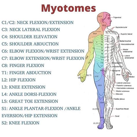 Nerve Roots Reflexes Dermatomes Myotomes Dermatomes Chart And Map The