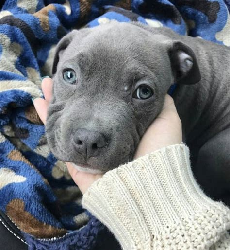 Golden retriever pups usually open their eyes within a fortnight, while bull dog puppies could take up to three weeks. 19 Reasons Why Pit Bull Puppies Are The Most Dangerous Creatures On Earth