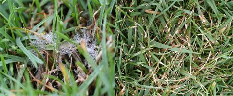 Winter And Early Spring Turfgrass Disease Foes Turf And Ornamental