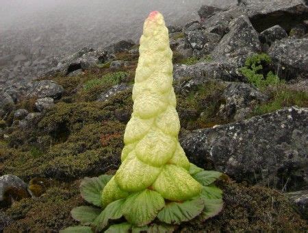 There is a unique collective noun for any group of animals. Rheum nobile, the Noble rhubarb or Sikkim rhubarb | Alpine flowers, Strange flowers, Perennial ...