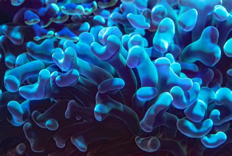 7 Surprising Reasons Why Corals Are Awesome And 7 Things You Can Do To