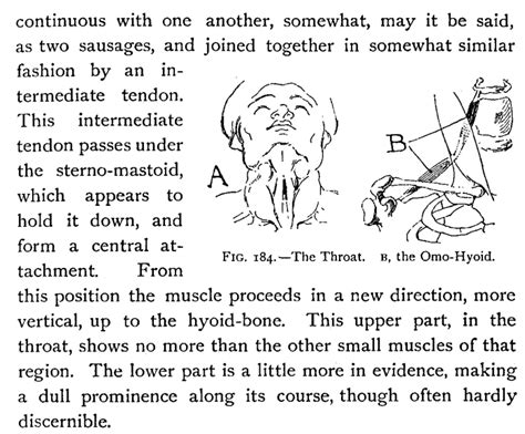 Now the next lectures we're gonna go ahead and. Drawing Human Heads, Necks and Shouldres in Correct ...