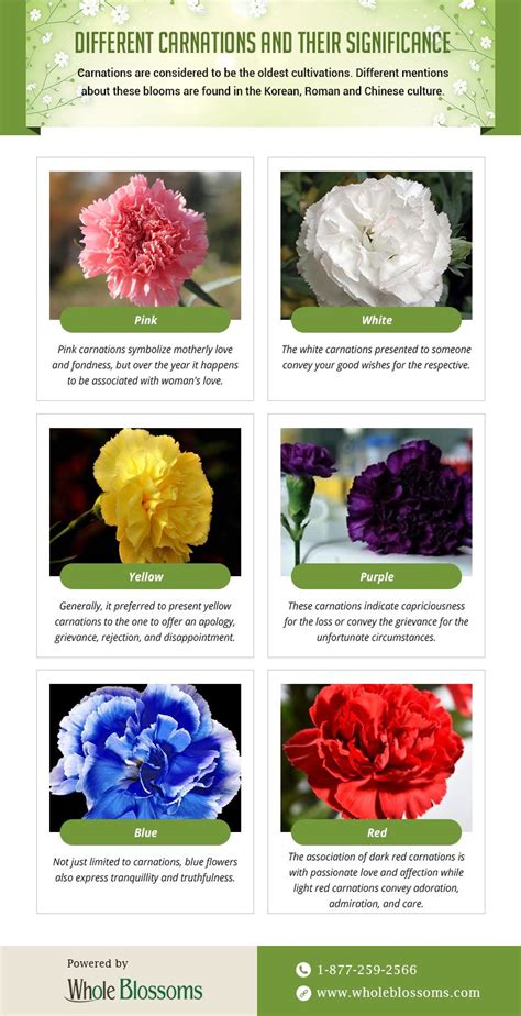 This Infographic Delivers Relevant Information About The Carnations