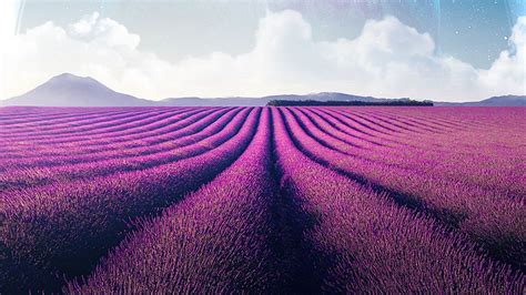 Lavender fields 4K Wallpaper, Lavender farm, Landscape, Planet, Surreal