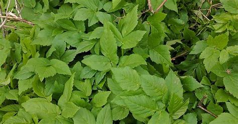 Poison Ivy Imgur