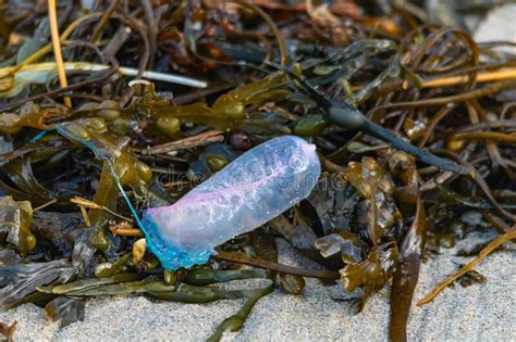 A Portuguese Man O War Washed Ashore In Cornwall Stock Image Image Of