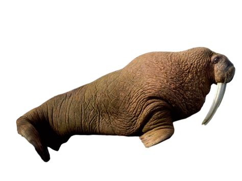 Walrus Lying Png Image Purepng Free Transparent Cc0 Png Image Library