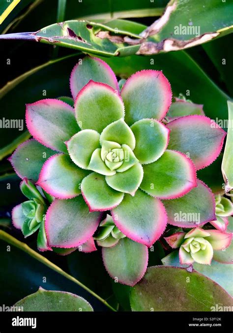 Bright Pink And Green Succulent Stock Photo Alamy