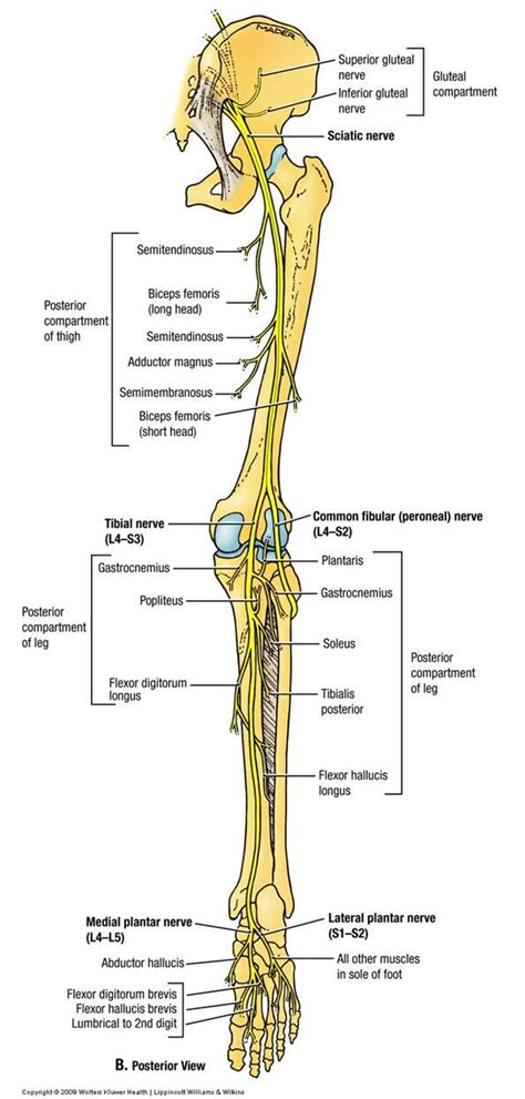 Nerves Of The Leg Diagram Modernheal