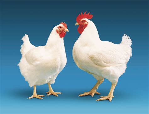 How Todays Chickens Are Bigger Through Chicken Breeding