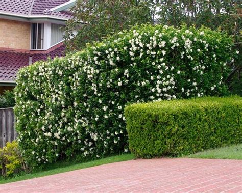Hedges Meaning And Best Hedge Plants To Grow In Your Garden
