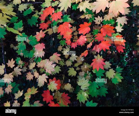Red Yellow And Green Fall Maple Leaves With Forest Background Stock