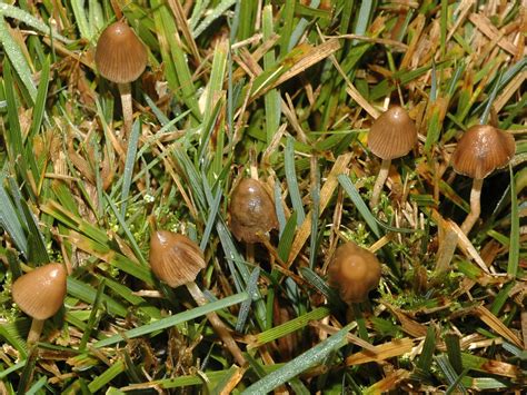 Psilocybe Semilanceata Stuffed Mushrooms Plants Mushroom Hunting