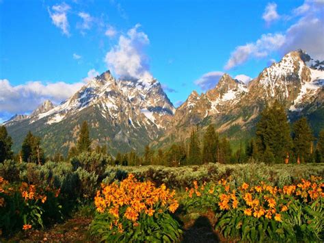 Wild Flowers Snowy Mountain Peaks Grand Teton National Park Forest