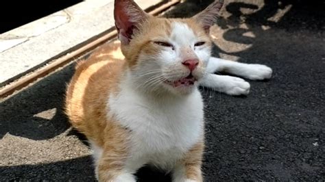 Indonesian Cat Kucing Kampung Basking On The Warmth Of Asphalt Youtube