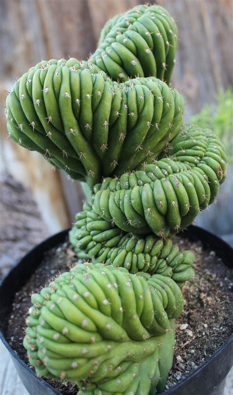 Echinopsis Pachanoi F Cristata A K A Crested San Pedro Cactus Cultivar Cactus Cactus
