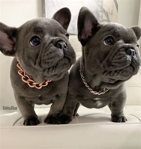 Dam, babette is blue brindle with a nice, stocky 28lb build. French Bulldog Puppies For Sale Near Me in 2020 | French ...