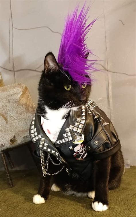 Pin By Tarah Trevino On Loco And Kaida Punk Cats Cat Cosplay Cats
