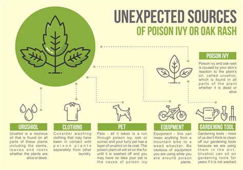 Poison Ivy Infographic 157878 Vector Art At Vecteezy