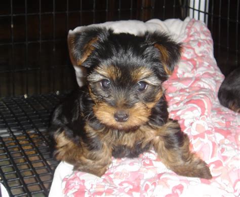 Puppies for sale by owner in ohio. awesome yorkie puppies for adoption - Northeast Ohio ...