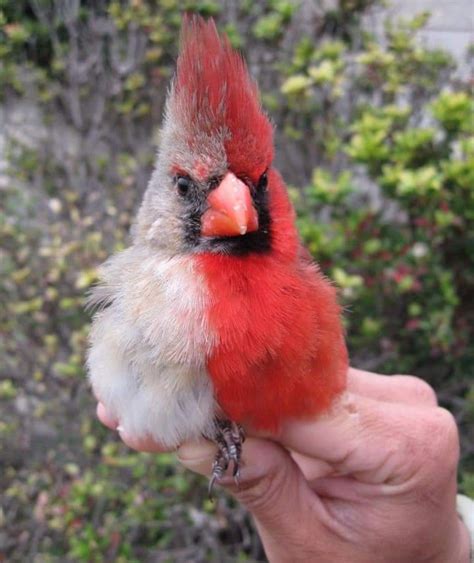 Bilateral Gynandromorphism Northern Cardinal Bird Beautiful Birds