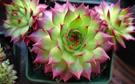 Sunset Hen And Chicks 3 Count Flat Of Pint Pots Perennial Cactus