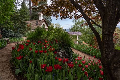 Ananda Tulip Garden Reopens To Public Crystal Hermitage