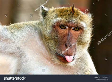 Monkey Sticking Out Tongue Stock Photo 2131599129 Shutterstock