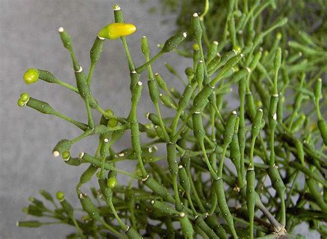 Encourage the flower blooming for the holiday season by lowering the temperature. Photo of the entire plant of Dancing Bones Cactus (Hatiora ...