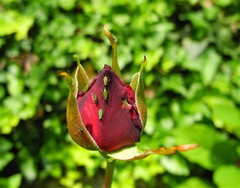 Rose Rosebud Kwiat Darmowe Zdjęcie Na Pixabay Pixabay