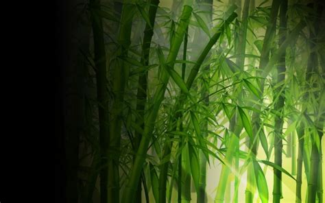Bamboo Wallpaper Forest Hd Desktop Wallpapers K Hd