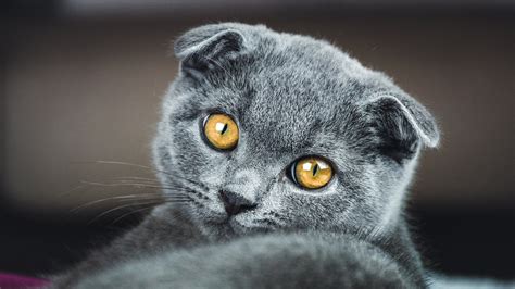 Scottish Fold Cat Facts And Personality Traits Bettervet