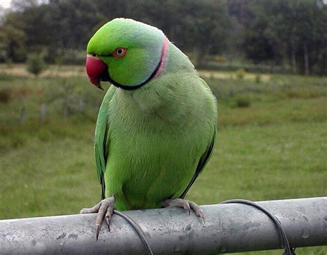 20 Cute Parrot Pictures Incredible Snaps