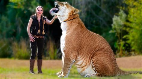 Liger The Largest Cat In The World Amazing Facts About Ligers Most