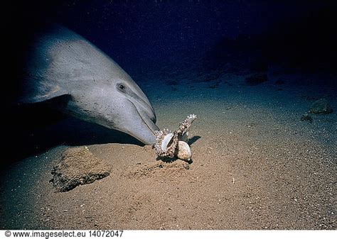 Bottlenose Dolphin With Reef Octopus Bottlenose Dolphin With Reef