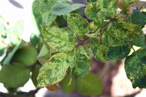 Re Emergence Of Rose Mosaic Disease In Florida Nurseries And Landscapes