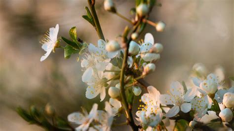 Flowers Bloom Branch Petals 4k Hd Wallpaper