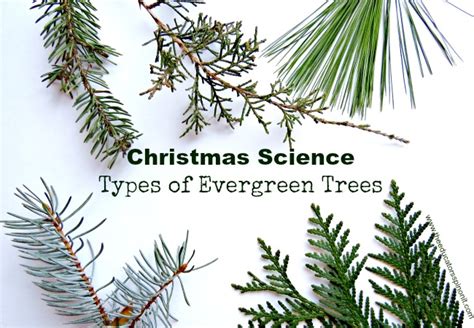 Types Of Evergreen Trees The Educators Spin On It