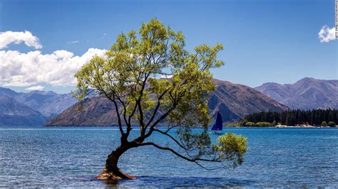 That Wanaka Tree New Zealands Most Famous Tree Vandalized Cnn Travel