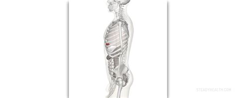 Check spelling or type a new query. Sharp pain in left side of body | Gastrointestinal ...
