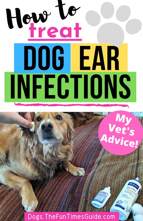 Medication For Dog Yeast Infection Ear Tatust