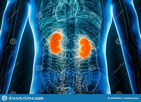 Xray Posterior Or Back View Of Human Kidneys 3d Rendering Illustration