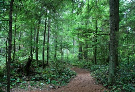 57 Best Images About North American Forests On Pinterest